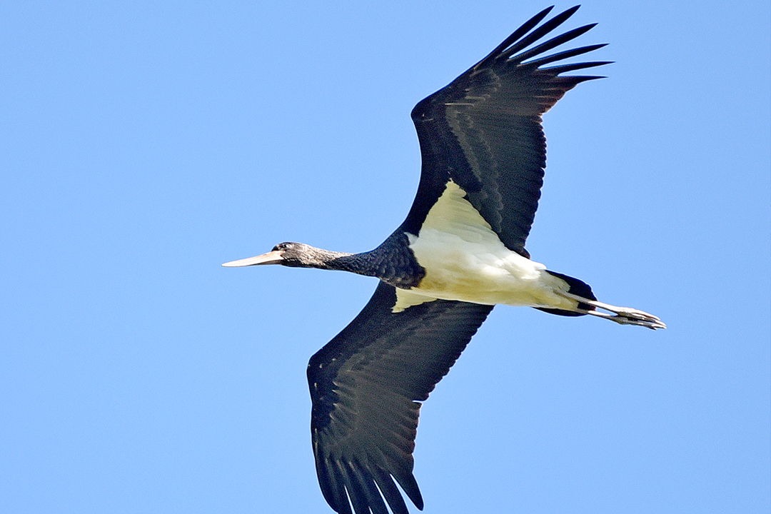 Cigogne noire © Pierre Cabard